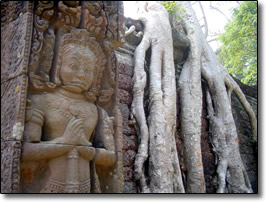 Roots taking over temple with stone carving