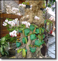 Orchids