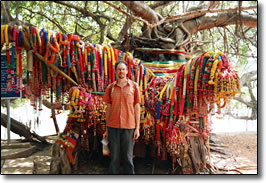 Giant Banyan Tree