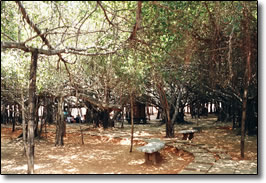 Giant Banyan Tree