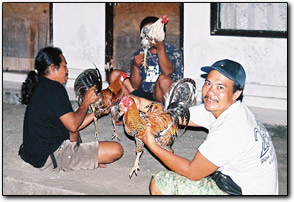 Fighting cocks