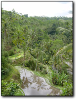 Rice terraces