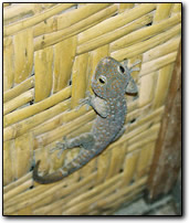 Tokay gecko that lived in our hut