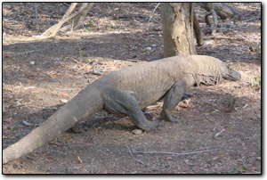 Fat komodo