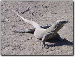 Komodo watching