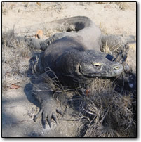 Komodo up close
