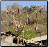 Stringray meat drying in the hot sun