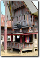 Torajan house with buffalo head and decoration