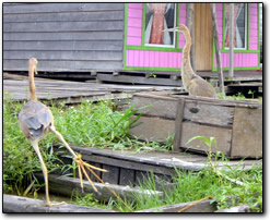 Captive herons