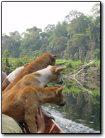 Hunting dogs on the scent