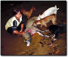Dead pig