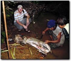 Preparing the pig for transport