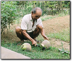 Chopping coconuts, East Java