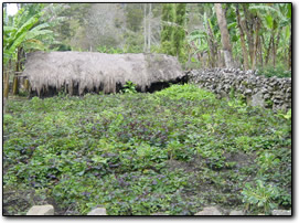 Highland sweet potato garden