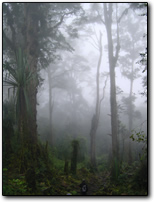 Highland cloud forest