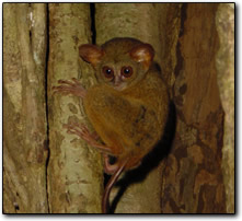 Tarsier