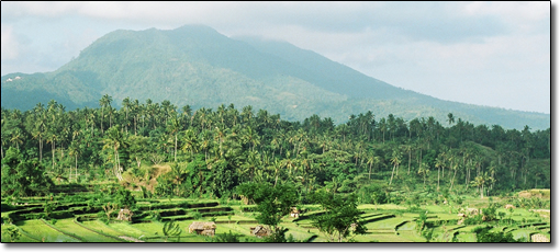 Rice paddies