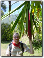 Buah merah - pandanus fruit