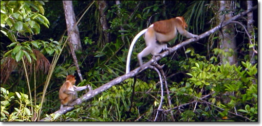 Proboscis Monkeys, Bako National Park