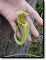 Pitcher plant