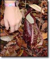 Pitcher plant