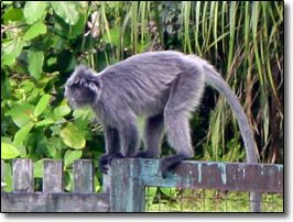 Silver langur