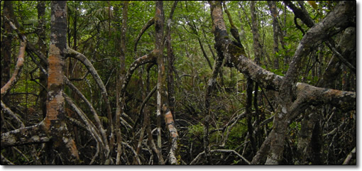 Tropical Rain Forest