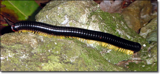 Creepy crawly friend
