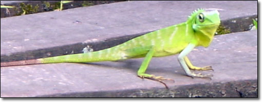 Green lizard