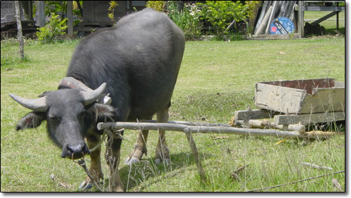 Water buffalo and sled at Pa Umur