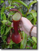 Wild pitcher plant