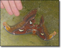 Atlas moth