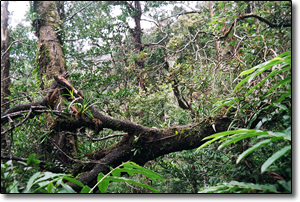 Montane cloud forest landscape