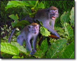 Long-tailed macaques