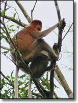 Proboscis monkey mother with child