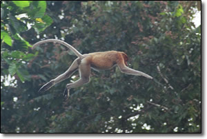 Jumping proboscis monkey