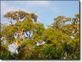 Rain forest, Similajau