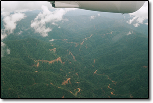 Thinning of the rain forest